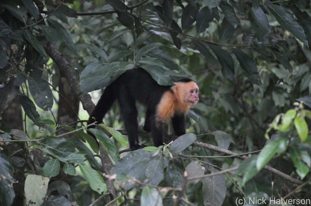 costa rica white face monkey