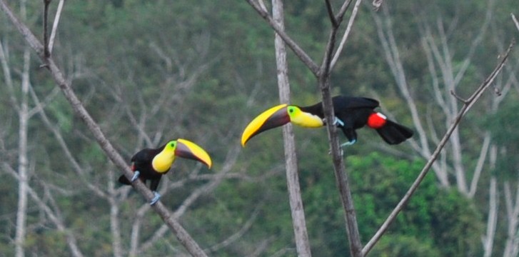 yellow billed toucan costa rica