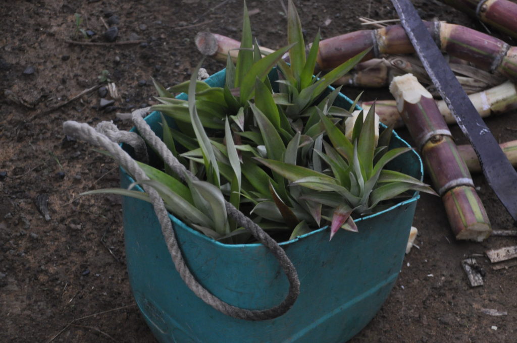 planting pineapple machete costa rica
