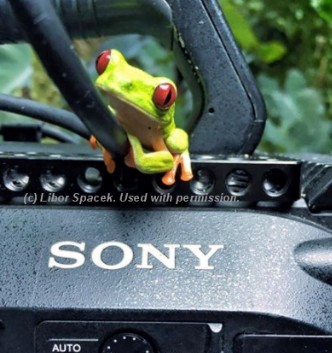 costa rica green tree frog camera