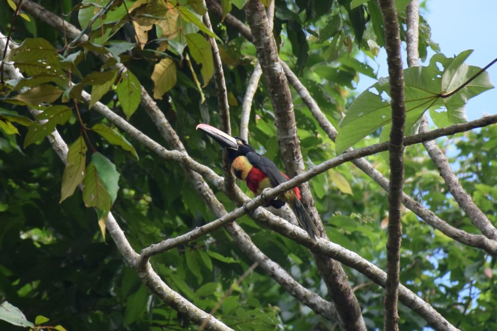 costa rica cusinga bird toucan