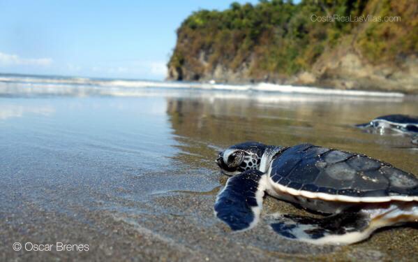 turtle on beach costa rica