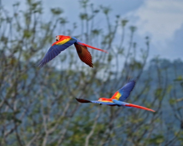 costa rica scarlet macaw