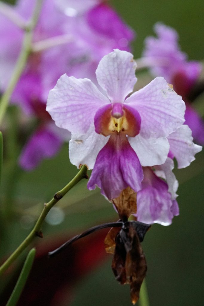 costa rica purple flower