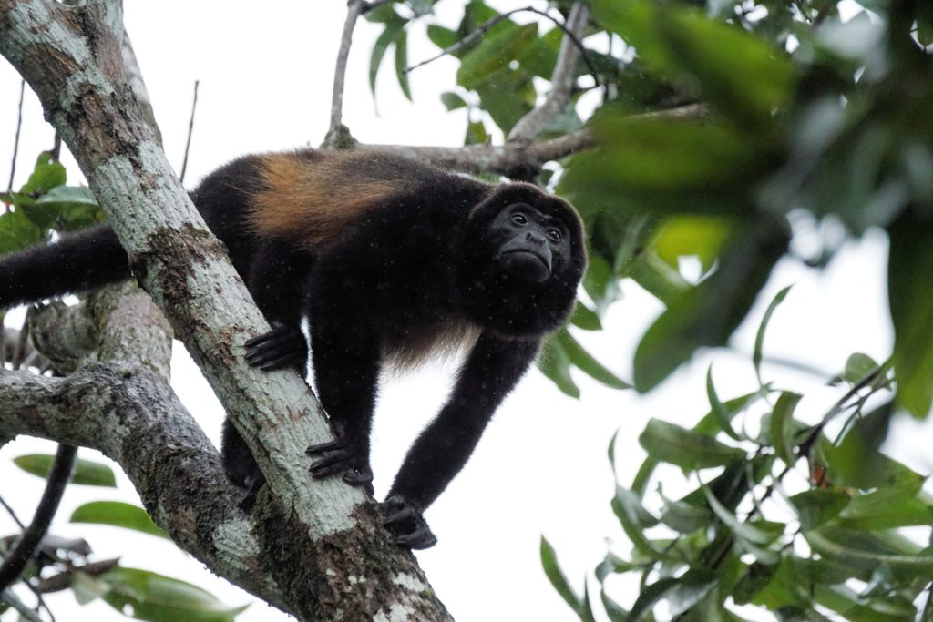 costa rica howler monkey