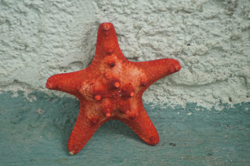 costa rica red star fish