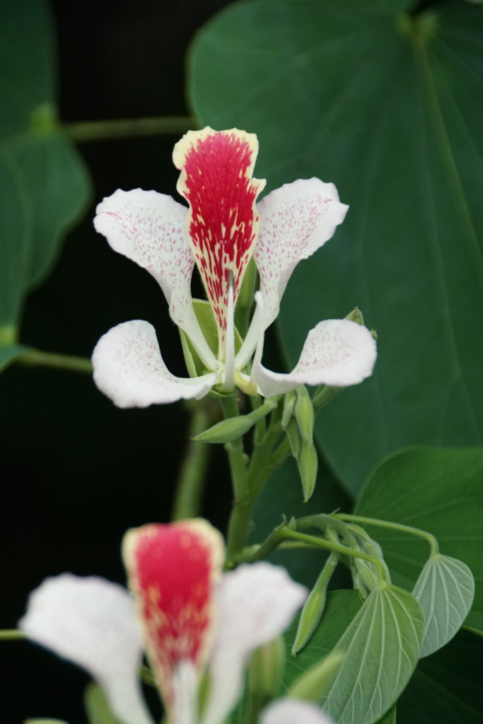 red white flower