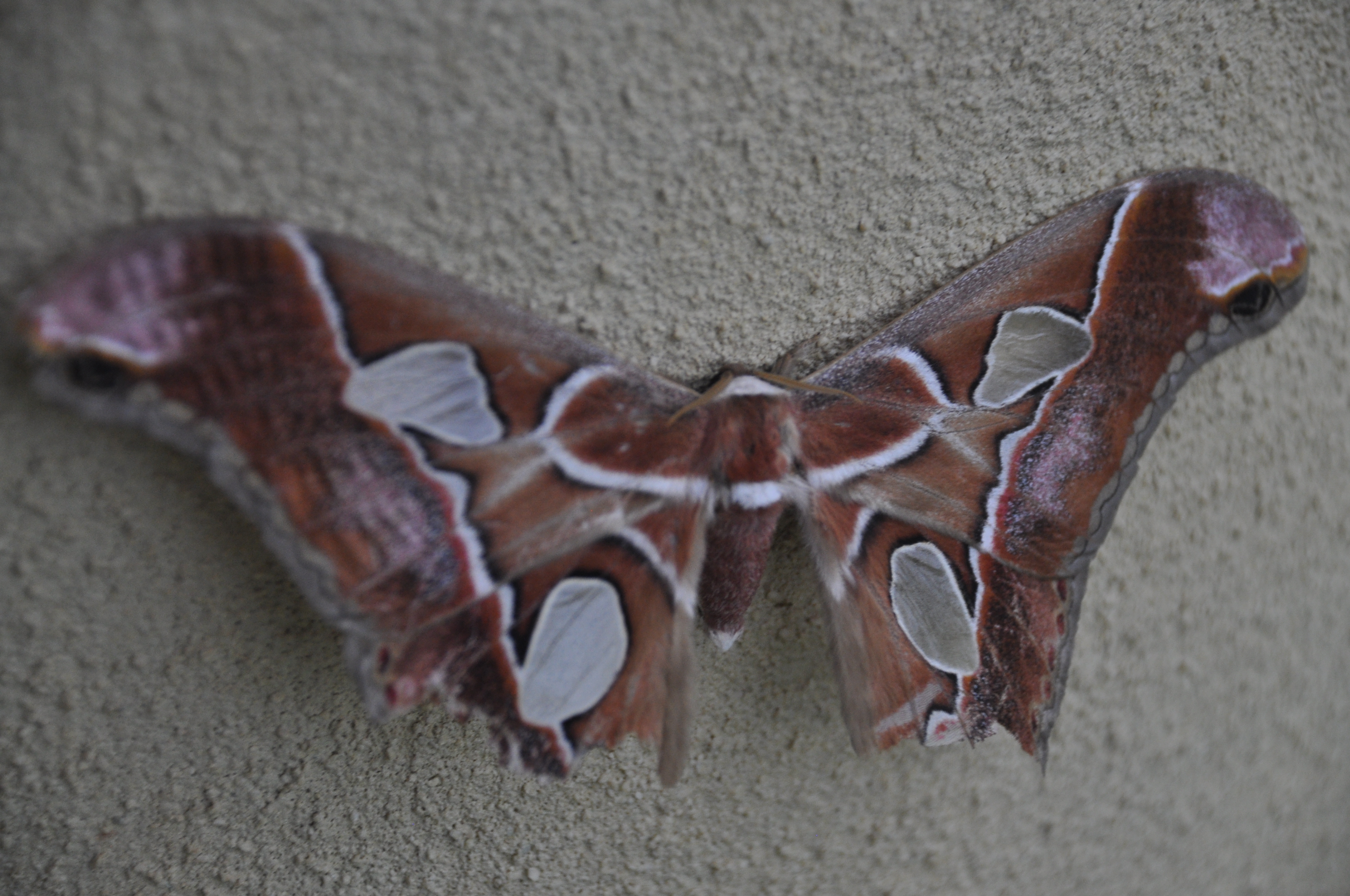 costa rica butterfly moth