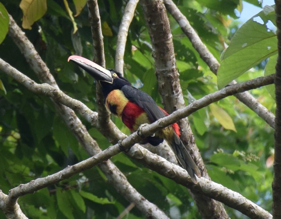 cusinga bird costa rica san buenas