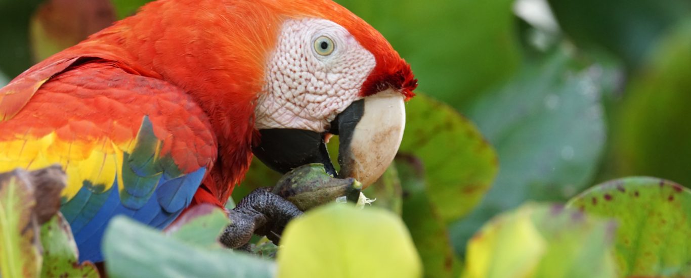 costa rica bird macaw lapa hz