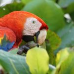 costa rica bird macaw lapa hz